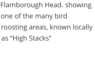 Flamborough Head. showing one of the many bird roosting areas, known locally as High Stacks